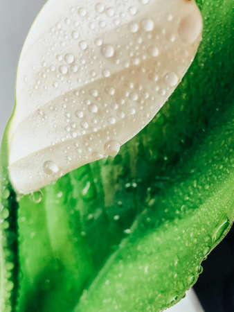 Beautiful spring flowers with green leaves close-upの写真素材