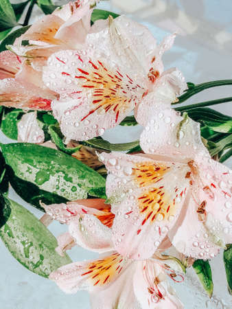 Beautiful spring flowers with green leaves close-upの写真素材