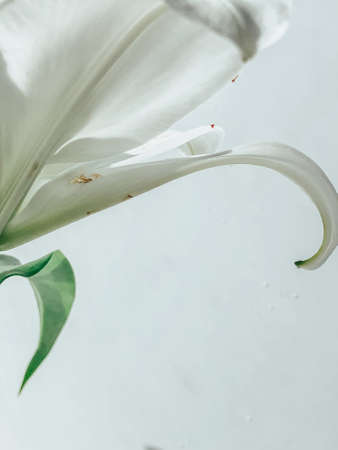 Beautiful spring flowers with green leaves close-upの写真素材