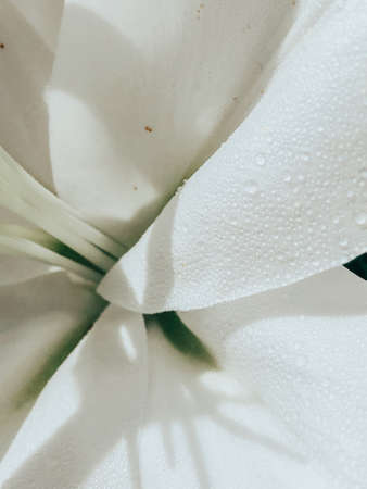 Beautiful spring flowers with green leaves close-upの写真素材
