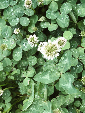 Beautiful spring flowers with green leaves close-up