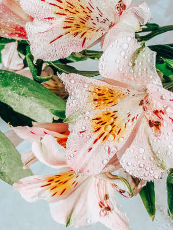 Beautiful spring flowers with green leaves close-upの写真素材