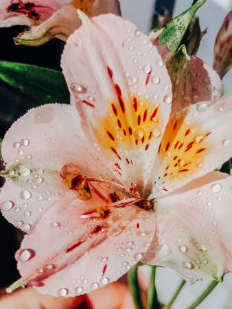 Beautiful spring flowers with green leaves close-upの写真素材