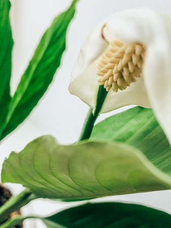 Beautiful spring flowers with green leaves close-upの写真素材