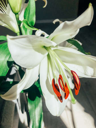 Beautiful spring flowers with green leaves close-upの写真素材