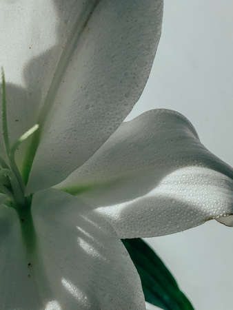 Beautiful spring flowers with green leaves close-upの写真素材