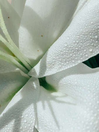Beautiful spring flowers with green leaves close-upの写真素材