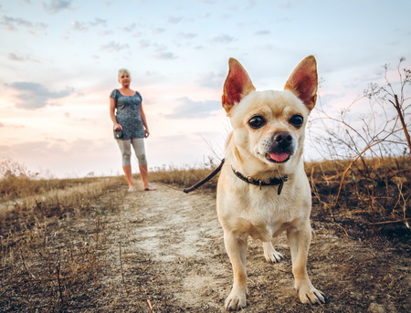 Chihuahua on a leash to the collar is in the foreground on a dirt road on the background of sunset skyの写真素材