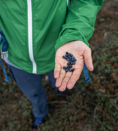 wild berries in the forest blueberry blueberries of your handの写真素材