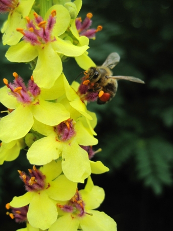  a bee on a flowerの写真素材