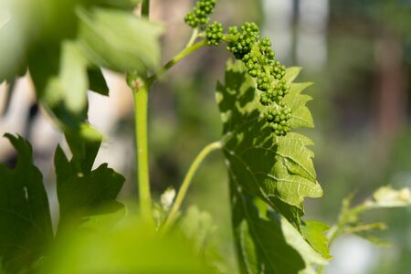 small clusters of grapes growing on branch. space for textの写真素材