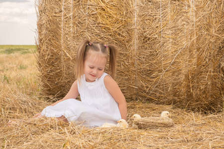 cute child girl with fluffy baby chicks sitting on hay.の写真素材