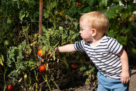 Vegetable garden - little boy picking ripe organic tomatoes.