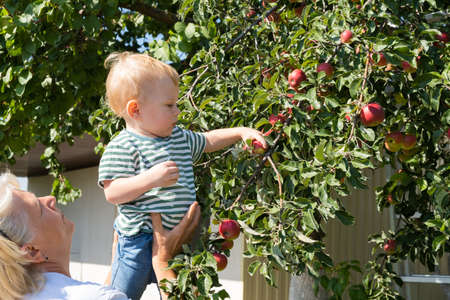 child and the grandmother apples apple growing on top of tree in orchard.の写真素材