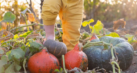 feet of a boy in yellow pants on Red yellow brown ripe pumpkins on the ground in an outdoor garden....