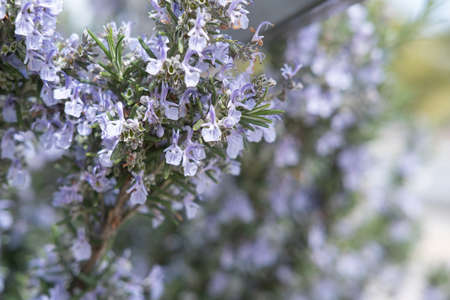 Small blue violet flowers Lobelia, floral background.