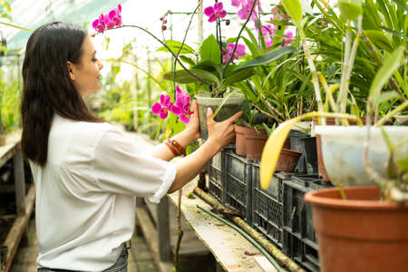 young attractive business women in white blouse holding pink orchid in greenhouse.の写真素材