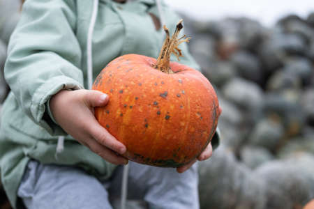 close up of orange organic small pumpkin in kid hands. fall season, pumpkin harvest.の写真素材