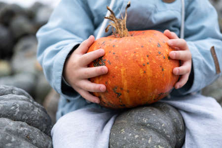 close up of orange organic small pumpkin in kid hands. fall season, pumpkin harvestの写真素材