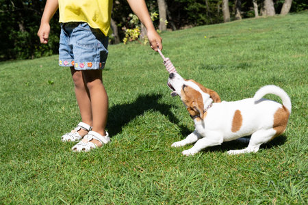 Little girl playing with her pet dog Jack Russell Terrier in parkの写真素材