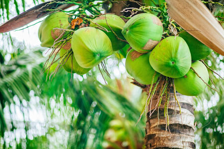 coconuts on the palm tree in Asiaの写真素材