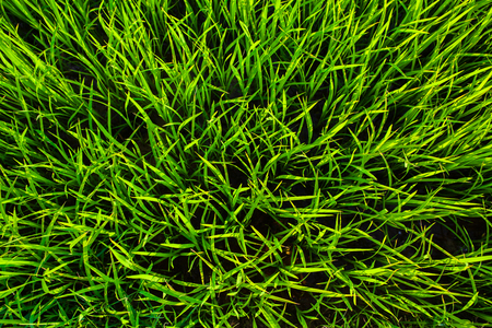green grass rice texture background closeupの写真素材