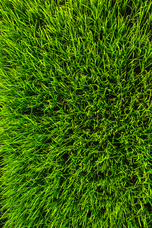 green grass rice texture background closeupの写真素材