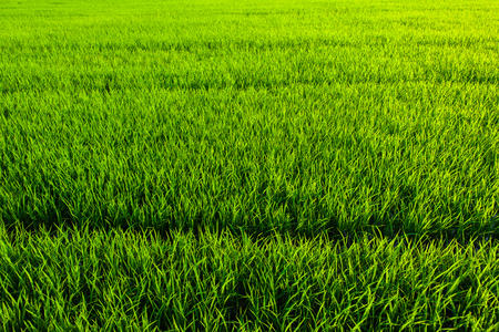 green grass rice texture background closeupの写真素材