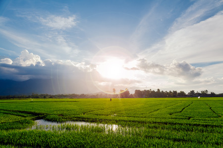picturesque green rice field with blue sky and sunflare in Vietnamの写真素材