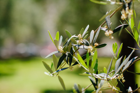 olive tree flowers close up green backgroundの写真素材