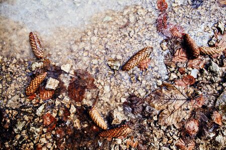 ice leaves and pine cone frozen earth background texture
