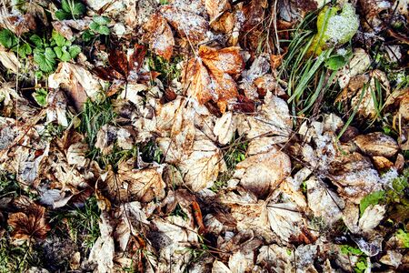icy leaves and frozen grass background textureの写真素材