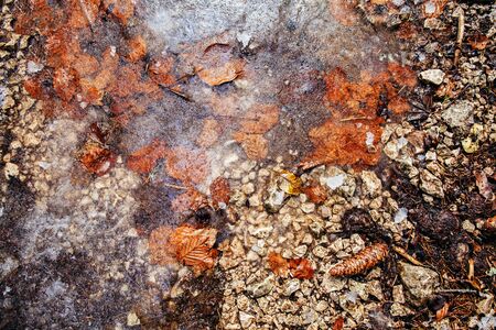 ice leaves and pine cone frozen earth background textureの写真素材