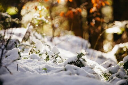 snowy spruce tree with icicles. Wild picturesque winter forestの写真素材