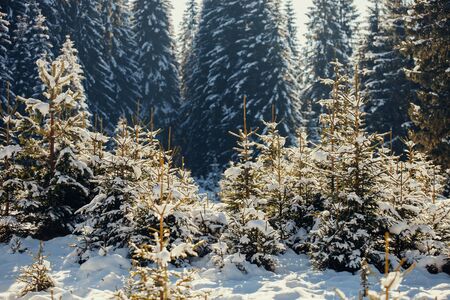 snowy spruce pine forest. Wild picturesque winter forestの写真素材