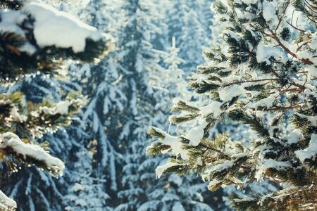 snowy spruce tree with icicles. Wild picturesque winter forestの写真素材