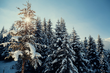 snowy pine forest with sunlight backgroundの写真素材