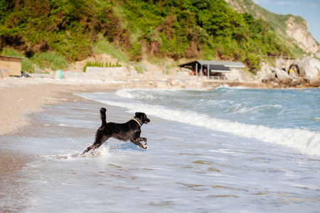 dog jump into the sea. Beach view.の写真素材