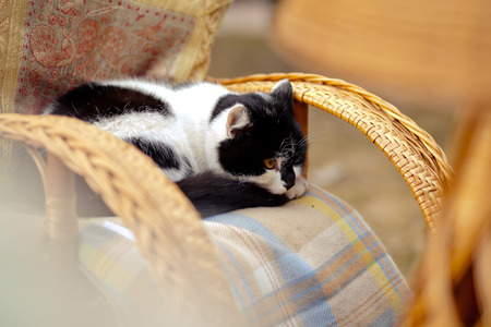 cat on rocking chair outdoors. Wicker furniture on picnic.の写真素材