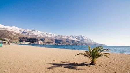 winter beach with palm and snow. Mountains in snow.の写真素材