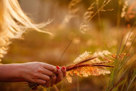 girl making wildflower bouquet. Close up shot of wildflowers at sunset.の写真素材