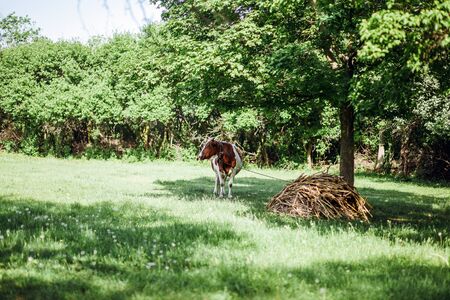 cow eat grass at green meadowの写真素材