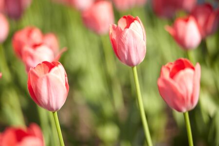 beautiful tulips in spring meadow. Spring flowers.の写真素材