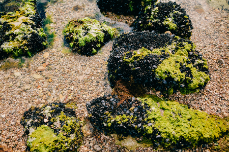 sea stones with mussels and seaweed. Beautiful stones.の写真素材