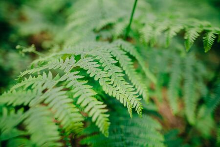 fern leaves macro backgroundの写真素材