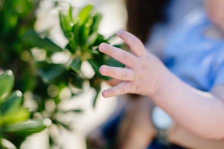 childs hand with green plant. Close up.の写真素材