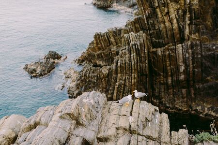 beautiful seagull on the rocky beach. Seagulls in Italy. Beautiful fine art photoの写真素材