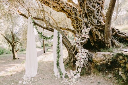 elegant wedding arch in olive trees park . White wedding reception venue near old olive in Becici. Destination wedding venue.の写真素材