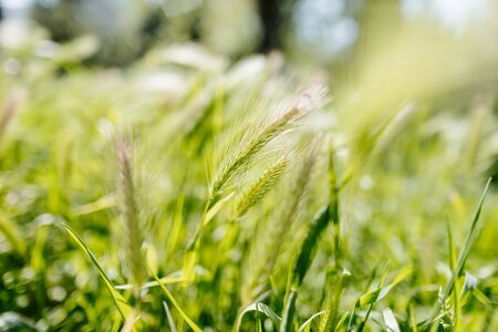 green wheat harvest close up. Harvest, wheat growing.の写真素材