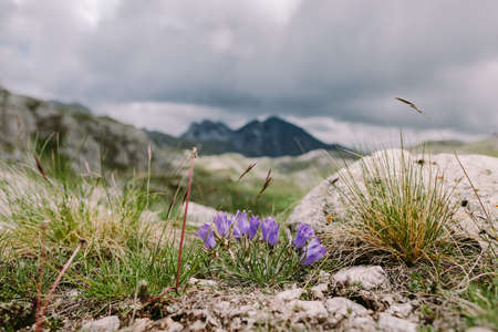 summer wildflowers in mountains landscapeの写真素材